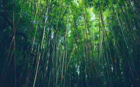Bamboo Wallpaper 5457x3638 56072
