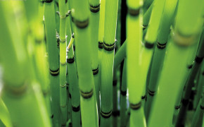 Bamboo Wallpaper 1920x1200 56011