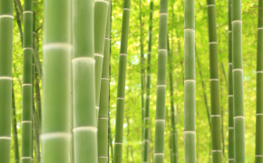 Bamboo Forest Wallpaper 5760x3840 56087