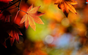 Autumn Leaf Wallpaper 1920x1080 55983