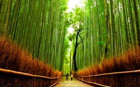 Bamboo Forest Kyoto Wallpaper 4394x2619 56104