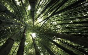 Bamboo Forest Wallpaper 5400x3600 56089