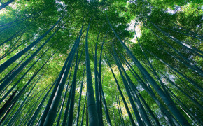 Bamboo Forest Kyoto Wallpaper 1500x1000 56108