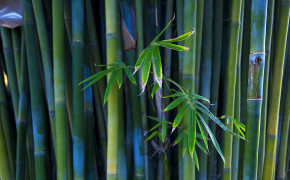 Bamboo Wallpaper 1920x1080 56067