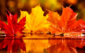 Autumn Leaves Wallpaper 3840x2112 55988
