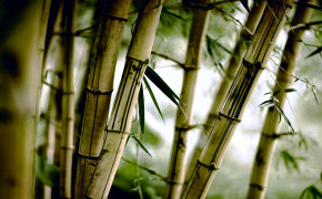 Bamboo Wallpaper 2960x1850 56039