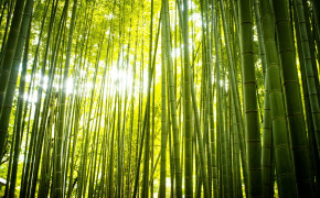 Bamboo Wallpaper 1920x1200 56020