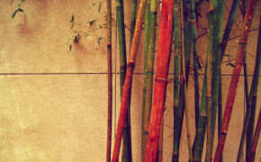 Bamboo Wallpaper 1920x1200 56051