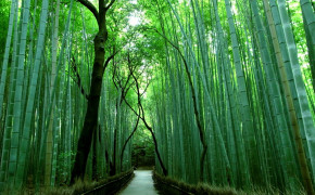 Bamboo Forest Kyoto Wallpaper 1600x1200 56109