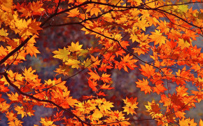 Autumn Leaves Wallpaper 1920x1080 55991