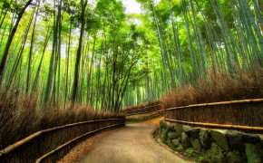 Bamboo Forest Kyoto Wallpaper 3840x2160 56095
