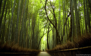 Bamboo Forest Kyoto Wallpaper 1920x1080 56100