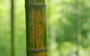 Bamboo Wallpaper 2560x1600 56008