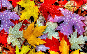 Autumn Leaf Wallpaper 2560x1600 55982
