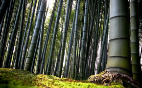 Bamboo Forest Kyoto Wallpaper 1920x1080 56099