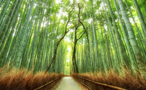 Bamboo Forest Kyoto Wallpaper 1920x1080 56103