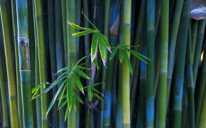 Bamboo Wallpaper 1920x1080 56054