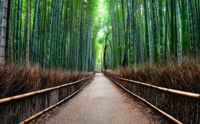 Bamboo Forest Kyoto Wallpaper 1400x1050 56110