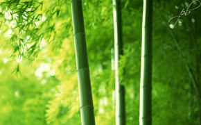 Bamboo Wallpaper 1920x1200 56027