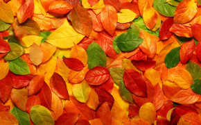Autumn Leaf Wallpaper 2560x1600 55985