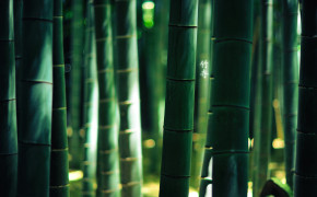 Bamboo Forest Wallpaper 1920x1200 56079