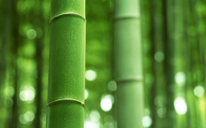 Bamboo Wallpaper 1920x1080 56062