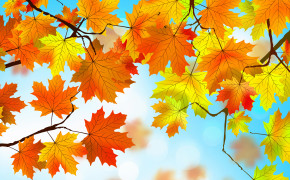 Autumn Leaves Wallpaper 2880x1800 55987