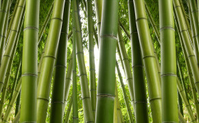 Bamboo Wallpaper 6275x2824 56064
