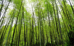 Bamboo Forest Wallpaper 2048x1356 56085