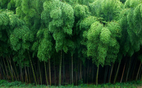 Bamboo Wallpaper 2560x1600 56022