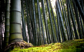 Bamboo Forest Kyoto Wallpaper 1332x850 56113
