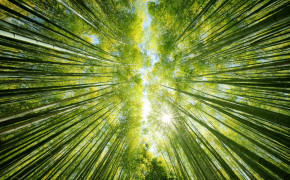 Bamboo Tree Wallpaper 2048x1365 56114