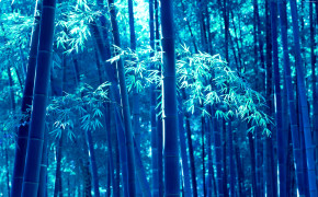 Bamboo Forest Wallpaper 1920x1200 56084