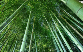Bamboo Tree Wallpaper 1920x1080 56119
