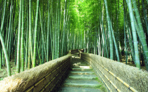 Bamboo Forest Kyoto Wallpaper 1920x1200 56112