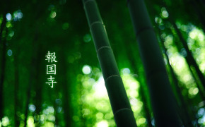 Bamboo Forest Wallpaper 1920x1200 56080