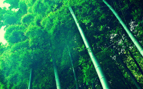 Bamboo Wallpaper 1920x1080 56057