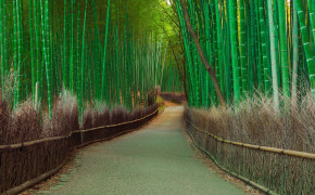 Bamboo Wallpaper 1920x1080 56076