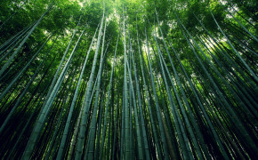 Bamboo Forest Wallpaper 2880x1800 56086