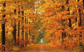 Autumn Tree Wallpaper 1280x1024 56003