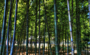 Bamboo Wallpaper 1920x1200 56044