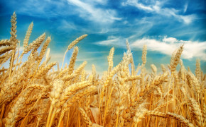 Wheat Field Wallpaper 1500x1000 57181