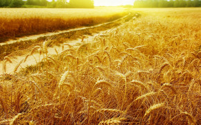 Wheat Field Wallpaper 1920x1200 57172