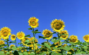 Sunflower Field Wallpaper 1920x1080 57054