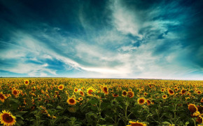 Sunflower Field Wallpaper 1920x1200 57029