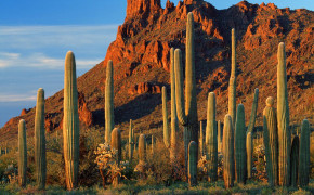 Cactus Desert Wallpaper 1200x900 56544