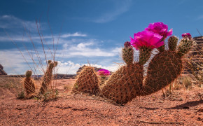 Cactus Desert Wallpaper 2880x1800 56537