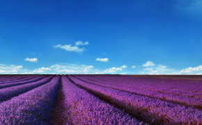 Lavender Field Wallpaper 2880x1920 56787
