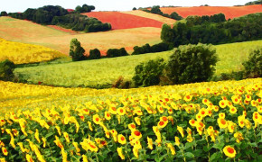 Sunflower Field Wallpaper 1024x768 57033