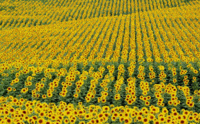 Sunflower Field Wallpaper 1280x804 57040
